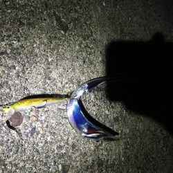 太刀魚フィーバー収まる